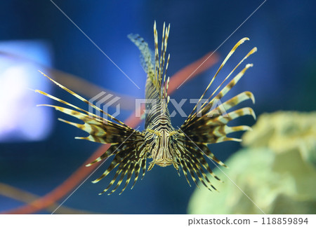 Lionfish was happily swimming and had beautiful fins spread out. Lionfish was happily swimming and had beautiful fins spread out. 118859894
