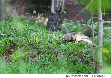 Kangaroo is lounging and curious in a temperate forest. 118860028