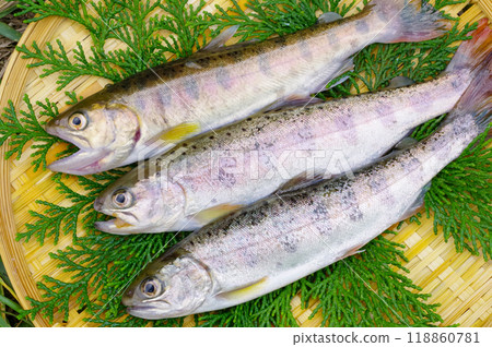 Delicious looking yamame trout Delicious looking yamame trout 118860781