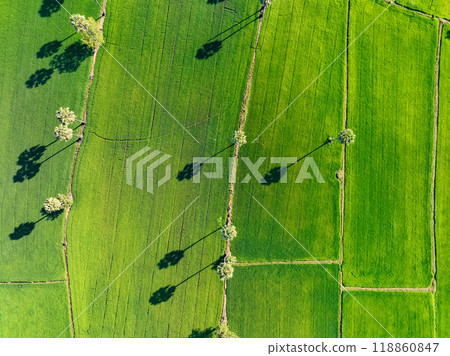 Aerial view of lush green rice field with sugar palm trees. Sustainable agriculture landscape. Sustainable rice farming. Rice cultivation. Green landscape. Organic farming. Sustainable land use. 118860847
