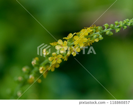 Blooming of the Rosaceae agrimony 118860857
