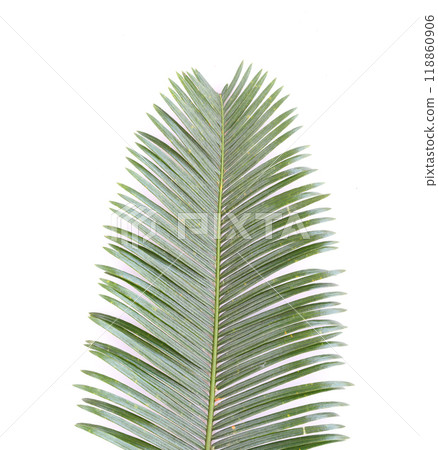 Phoenix roebelenii, The front of the green leaves have branch. 118860906