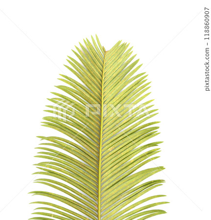 Phoenix roebelenii, The back of the green leaves have branch, Isolate on white background. 118860907