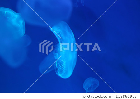 Small jellyfish or medusa of bright blue color. Small jellyfish or medusa of bright blue color. 118860913