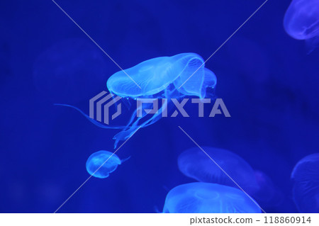 Small jellyfish or medusa of bright blue color. Small jellyfish or medusa of bright blue color. 118860914