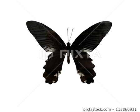 Redbreast is name of butterfly isolated on white background and have clipping paths. Redbreast is name of butterfly isolated on white background and have clipping paths. 118860931