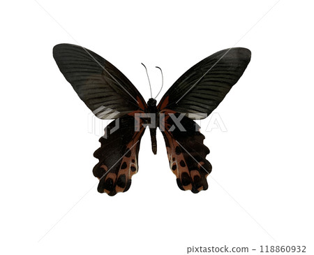 Papilio rumanzovia is name of butterfly isolated on white background and have clipping paths. Papilio rumanzovia is name of butterfly isolated on white background and have clipping paths. 118860932
