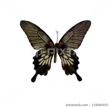 Great Mormon (F) is name of butterfly isolated on white background and have clipping paths. Great Mormon (F) is name of butterfly isolated on white background and have clipping paths. 118860935