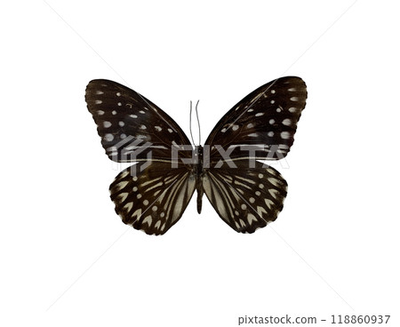 The Blue Kaiser is name of butterfly isolated on white background and have clipping paths. 118860937