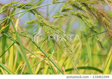 Barnyard grass growing abundantly in rice paddies 118861094