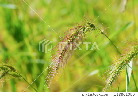 稻田裡野生的金粟 稻田裡野生的金粟 118861099
