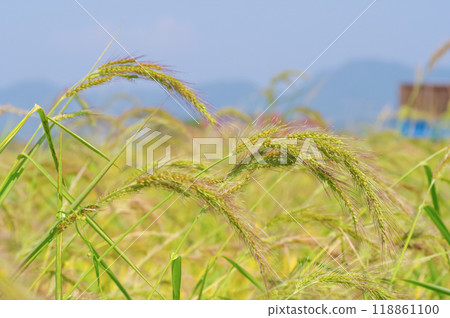 稻田裡野生的金粟 稻田裡野生的金粟 118861100