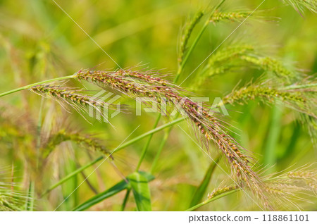 稻田裡野生的金粟 118861101