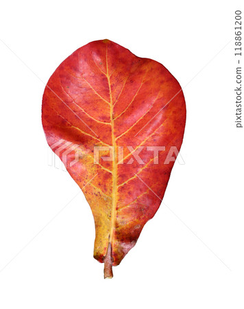 Old red Indian almond leaves isolated on white background. 118861200
