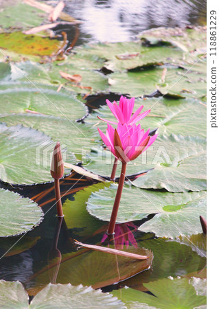 Pink lotus flowers are blooming in the pond. Pink lotus flowers are blooming in the pond. 118861229