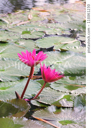 Pink lotus flowers are blooming in the pond. 118861230