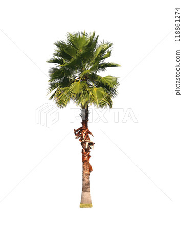 Freshness sugar palm isolated on white background. Freshness sugar palm isolated on white background. 118861274