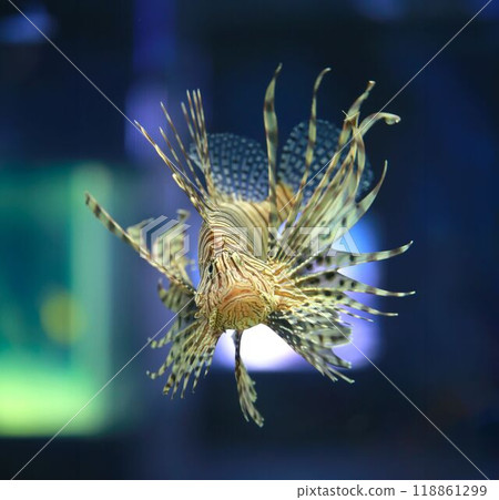 Lionfish was happily swimming and had beautiful fins spread out. Lionfish was happily swimming and had beautiful fins spread out. 118861299
