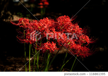 群集孤挺花 群集孤挺花 118861395