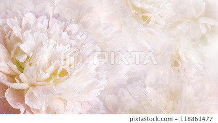Floral spring background. Petals peonies flowers. Close-up. Nature. 118861477