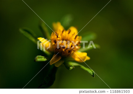 Flowers of Amerikandanso (America Sendangusa) on the Shinano River Yasuragi-tsutsumi 118861503
