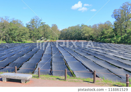 安曇野王芥末農場 118861529