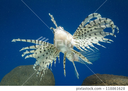 Lionfish, Scorpionfish, Lionfish, Poisonous Fish 118861628