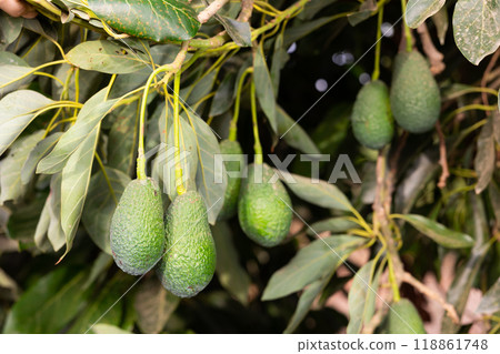 Green avocados hanging on leafy tree Green avocados hanging on leafy tree 118861748