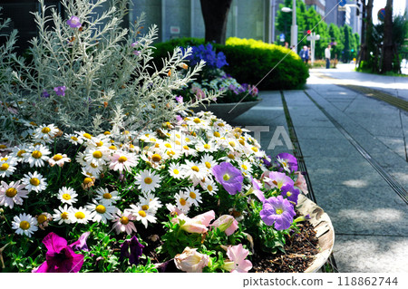 Flowers blooming in a flowerbed along the road 118862744