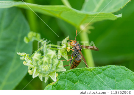 Polistes jokahamae 118862908