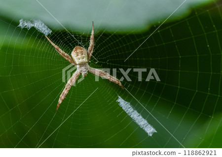 Orb-weaver spider (juvenile) 118862921