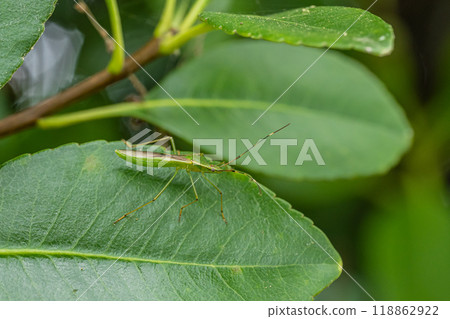 蜘蛛頭盔的bug 118862922