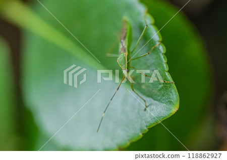 Spider helmet bug Spider helmet bug 118862927