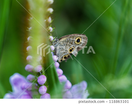 蛺蝶科吸食花蜜 118863101