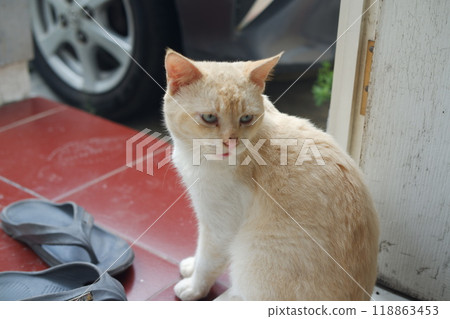 A curious cat glances upward, captivated by something that piques its interest. A curious cat glances upward, captivated by something that piques its interest. 118863453