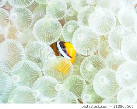 Cute juvenile clownfish (Amphipoda subfamily) in a beautiful sea anemone field. Nakagi Hirizo Beach, Minamiizu Town, Izu Peninsula, Shizuoka Prefecture 118863505