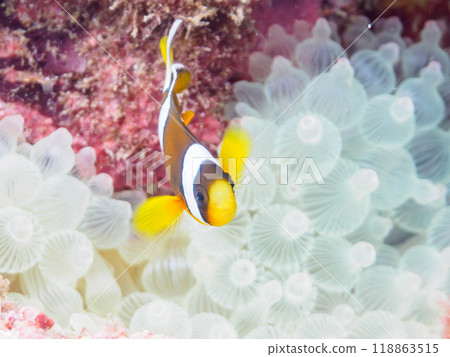 Cute juvenile clownfish (Amphipoda subfamily) in a beautiful sea anemone field. Nakagi Hirizo Beach, Minamiizu Town, Izu Peninsula, Shizuoka Prefecture 118863515