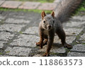 A Hokkaido squirrel approaches 118863573