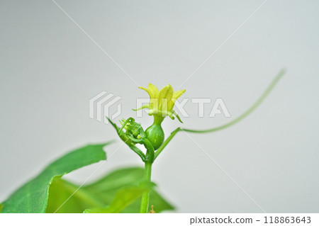 Yellow Okinawan melon flower (autumn, September) Yellow Okinawan melon flower (autumn, September) 118863643