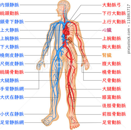 Blood vessels, arteries, veins, vascular distribution, illustration, Japanese 118863717
