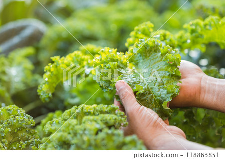 Concept of eating vegetables for health. Farmer's hands holding kale leaves in the garden. Kale is the queen of leafy green vegetables. 118863851