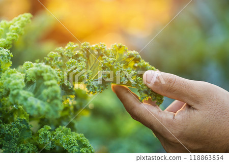 Concept of eating vegetables for health. Farmer's hands holding kale leaves in the garden. Kale is the queen of leafy green vegetables. Concept of eating vegetables for health. Farmer's hands holding kale leaves in the garden. Kale is the queen of leafy green vegetables. 118863854