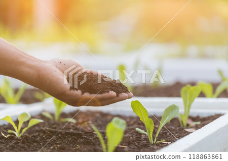 Ideas for using organic fertilizers for plants. Close up Farmer's hands hold vermicompost and add fertilizer to the salad vegetables in the field. Using organic ingredients to ensure safety. 118863861