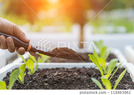 Ideas for using organic fertilizers for plants. Close up Farmer's hands hold vermicompost and add fertilizer to the vegetables in the field. Using organic ingredients to ensure safety for consumers. 118863862