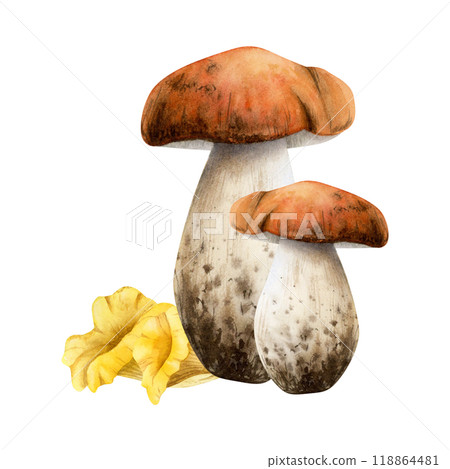 Watercolor edible mushrooms watercolor isolated illustration. Boletus and golden yellow chanterelles arrangement. Forest fall fungus plants. Woodland botanical sketch for autumn nature designs Watercolor edible mushrooms watercolor isolated illustration. Boletus and golden yellow chanterelles arrangement. Forest fall fungus plants. Woodland botanical sketch for autumn nature designs 118864481