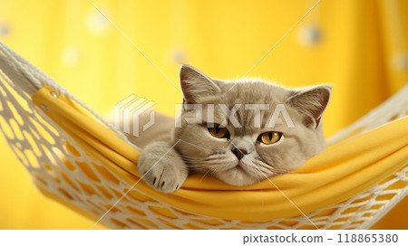 Close-up of a lazy cat in a hammock. Close-up of a lazy cat in a hammock. 118865380