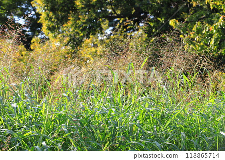 Poaceae (Sorghum or Johnsongrass) 118865714