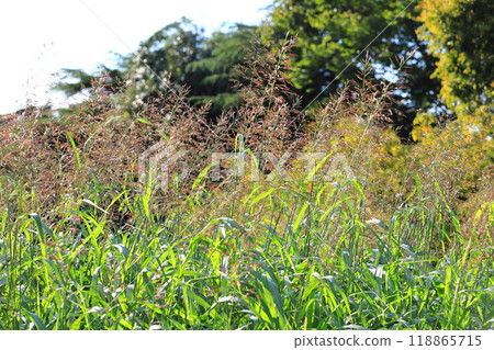 來自草科的薩班高粱或約翰遜草 118865715