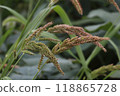 Barnyardgrass 118865728