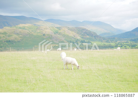 British countryside landscape with sheep 118865887